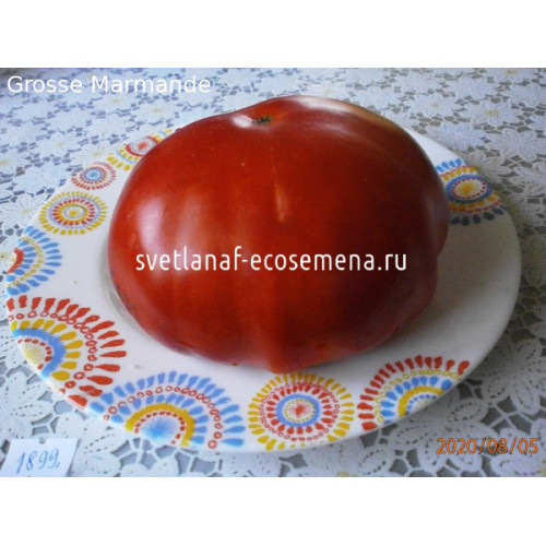 Grosse Marmande (Большой марманд)