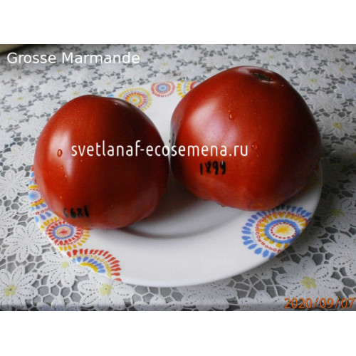 Grosse Marmande (Большой марманд)