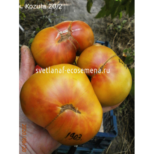 Kozula 20-2 (Козула 20/2)