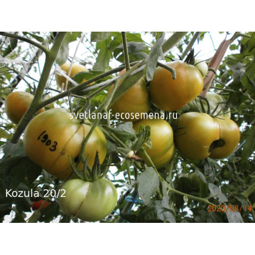 Kozula 20-2 (Козула 20/2)