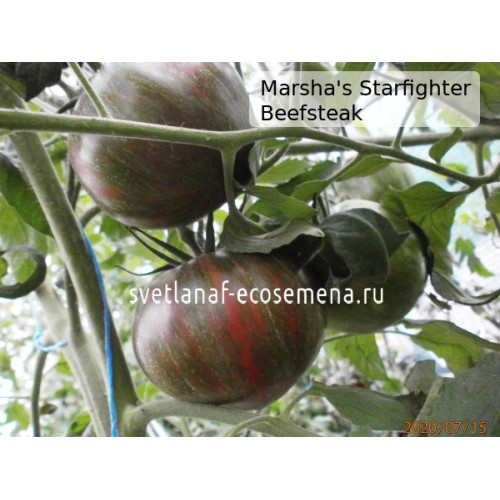 Marsha's Starfighter Beefsteak (Бифштекс Марши)