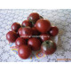 Dwarf Mary’s Cherry (Вишня Мэри)