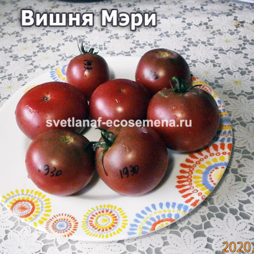 Dwarf Mary’s Cherry (Вишня Мэри)