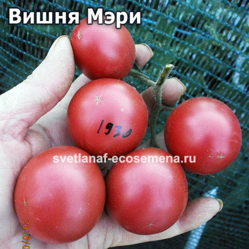 Dwarf Mary’s Cherry (Вишня Мэри)