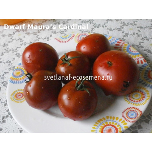 Dwarf Maura’s Cardinal (Кардинал Маура)