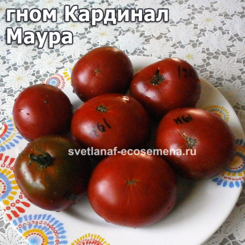 Dwarf Maura’s Cardinal (Кардинал Маура)