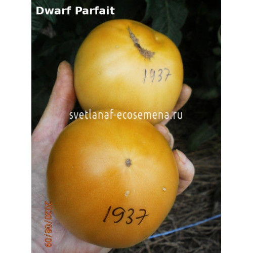 Dwarf Parfait (Совершенный)