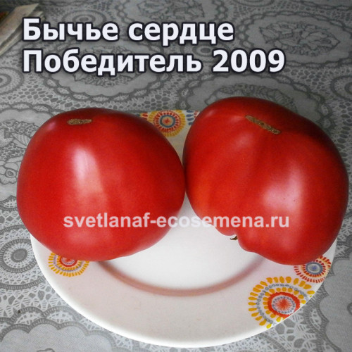 Бычье сердце Победитель 2009