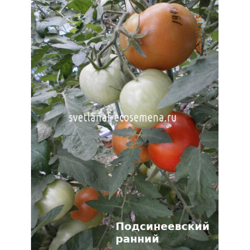 Подсинеевский ранний