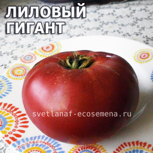 Lilac Giant (Лиловый Гигант)