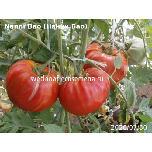 Nanni Bao (Нанни Бао)