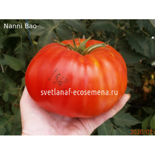 Nanni Bao (Нанни Бао)