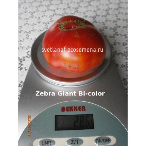 Zebra Giant Вi-color (Зебра Гигант)