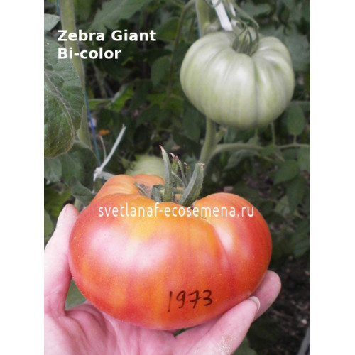 Zebra Giant Вi-color (Зебра Гигант)