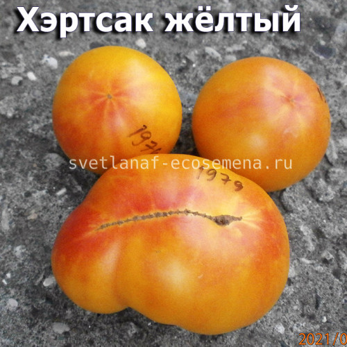 Hartsack Yellow (Хэртсак Желтый) 