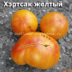 Hartsack Yellow (Хэртсак Желтый) 