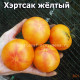 Hartsack Yellow (Хэртсак Желтый) 