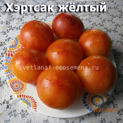 Hartsack Yellow (Хэртсак Желтый) 