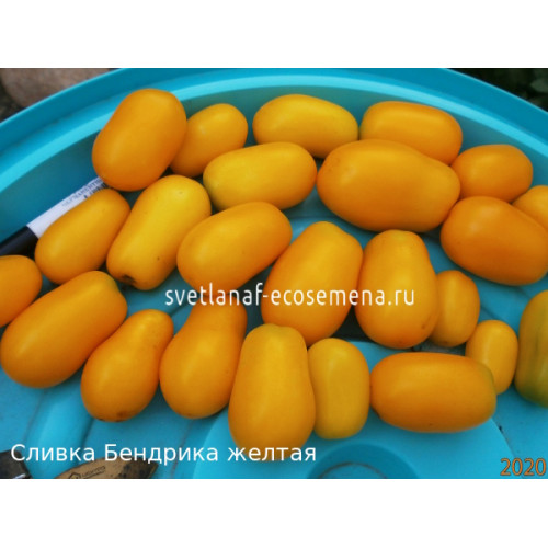 Сливка Бендрика желтая