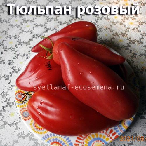  Тulip Pink Тюльпан розовый