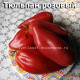  Тulip Pink Тюльпан розовый