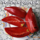  Тulip Pink Тюльпан розовый