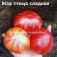 Dwarf Firebird Sweet (Жар птица сладкая)