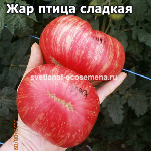 Dwarf  Жар птица сладкая
