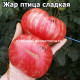 Dwarf Firebird Sweet (Жар птица сладкая)