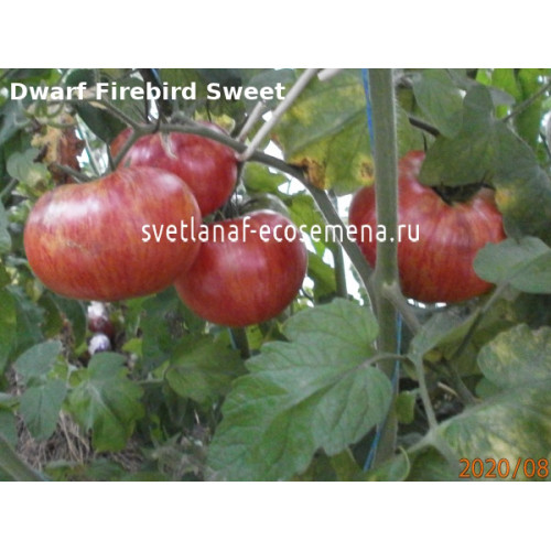 Dwarf Firebird Sweet (Жар птица сладкая)
