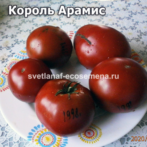 King Aramis Dwarf (Король Арамис)