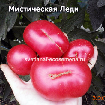 Mystic Lady Dwarf (Таинственная леди)