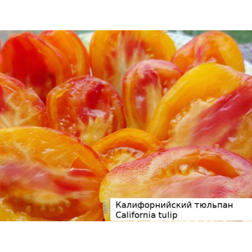 California tulip