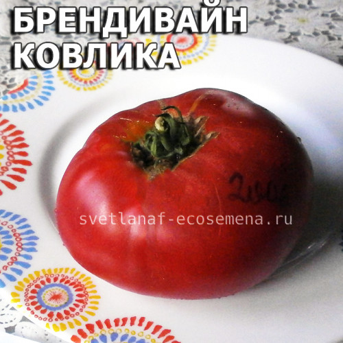 Брендивайн Ковлика Brandywine Covlik's strain
