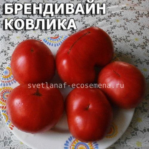 Брендивайн Ковлика Brandywine Covlik's strain