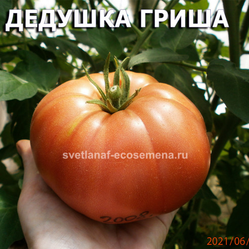 Дедушка Гриша