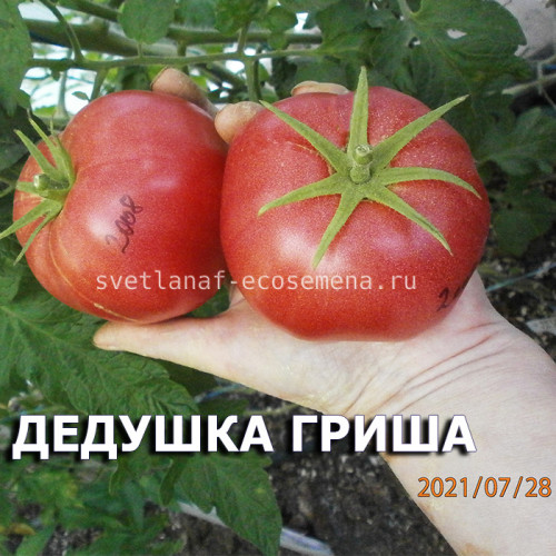 Дедушка Гриша