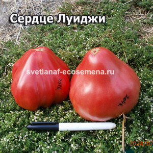 Cuore di bue Luigi Сердце Луиджи