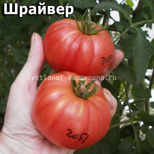 Shriver Шрайвер