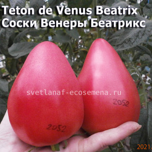 Соски Венеры Беатрикс