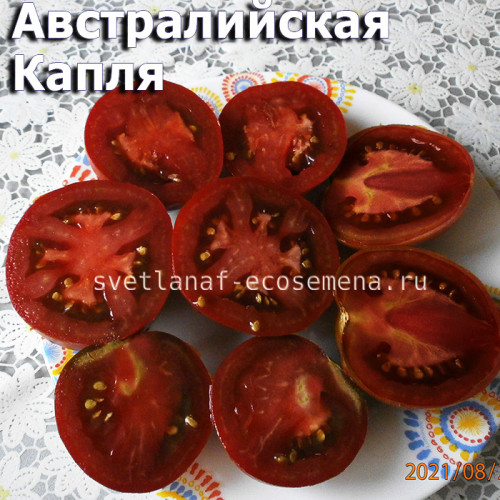 Dwarf Aussie Drop, гном Австралийская Капля