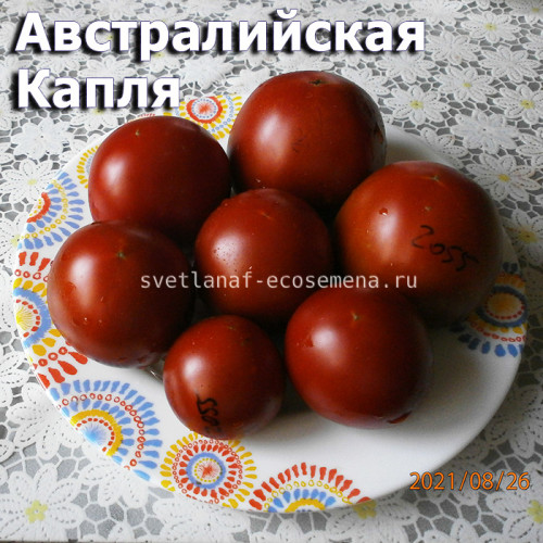 Dwarf Aussie Drop, гном Австралийская Капля