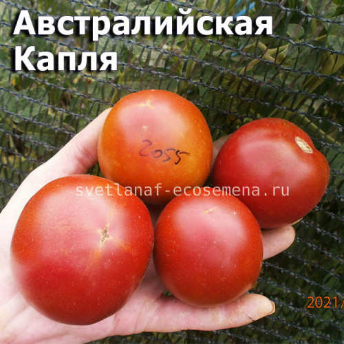 Dwarf Aussie Drop, гном Австралийская Капля