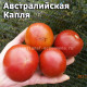 Dwarf Aussie Drop, гном Австралийская Капля