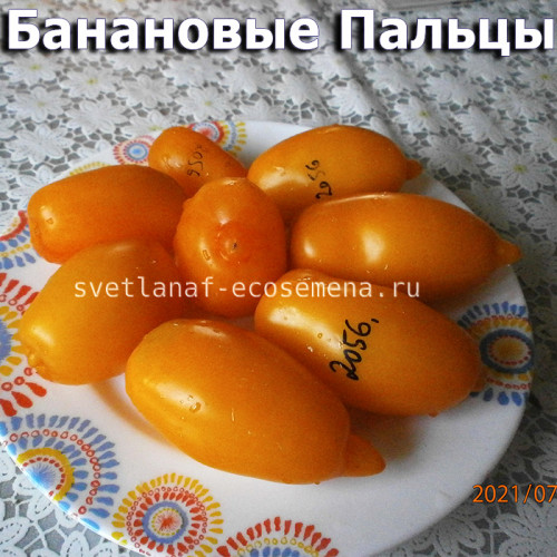 Dwarf  Banana Toes, гном Банановые Пальцы