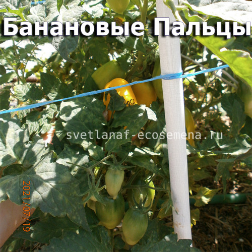 Dwarf  Banana Toes, гном Банановые Пальцы