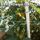 Dwarf  Banana Toes, гном Банановые Пальцы