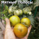 Гном Мятные Полосы, Dwarf Peppermint Stripes
