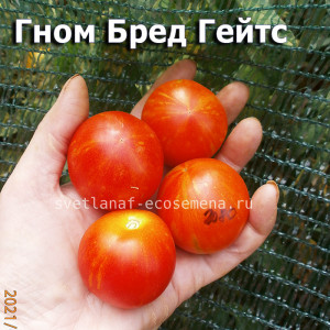 Dean’s «Brad Gates» dwarf Бред Гейтс