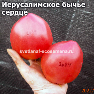 Иерусалимское бычье сердце (Coeur de Boeuf de Jerusalem)